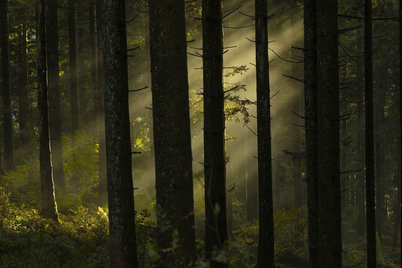 forest with sunlight